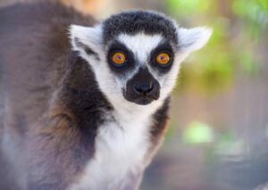 Lemur Precious@kow