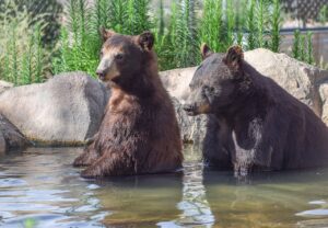 Two Bears kow july 2024