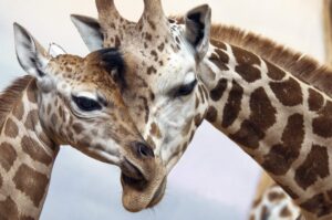 Giraffes mother and baby