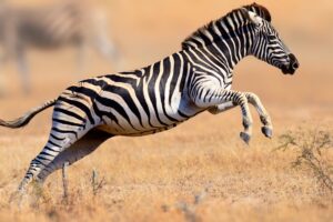 leaping zebra